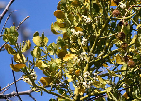 Big-leaf Mistletoe, Phoradendron serotinum ssp. macrophyllum